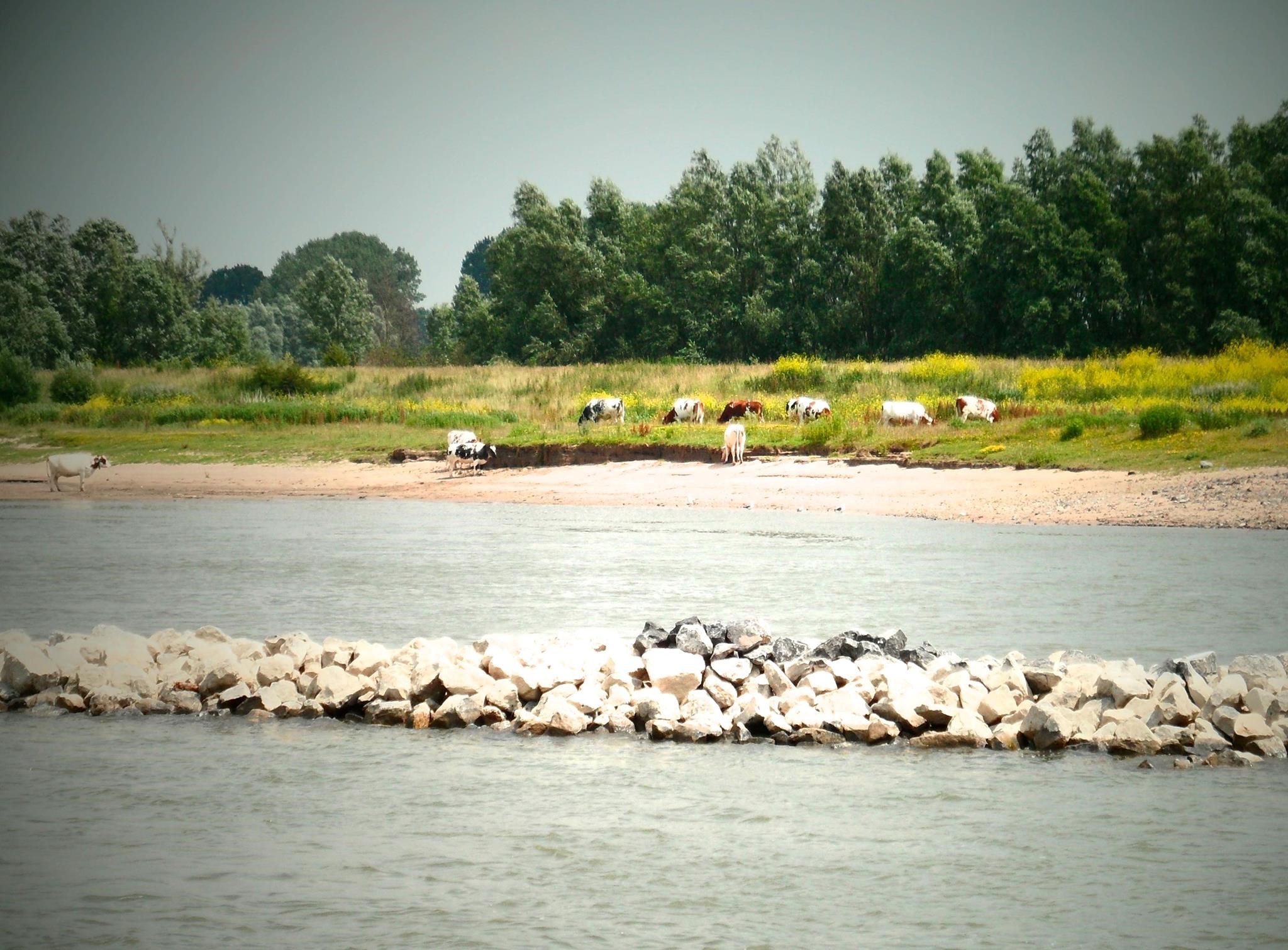 Langsdammen en kribverlaging