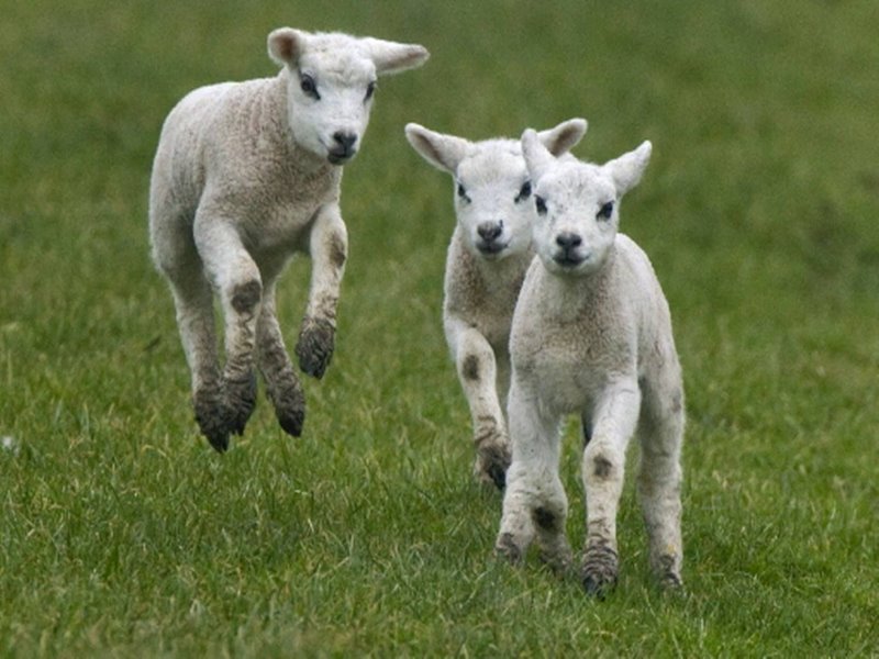 Lammetjes knuffelen en paaseieren zoeken