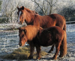 Zende winter (2)