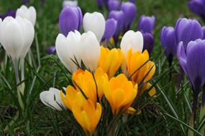 crocus